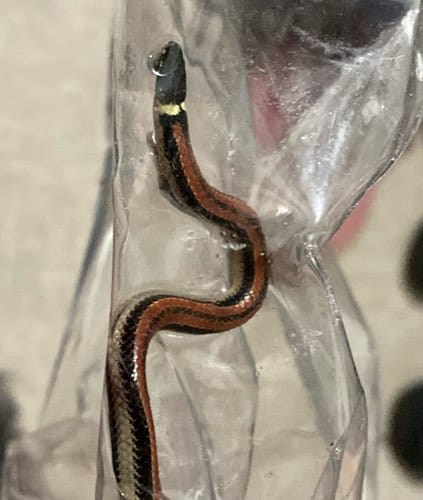 Culebrilla de collar